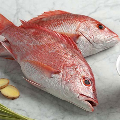 Sea Koral Fish Red (L) ±50gm