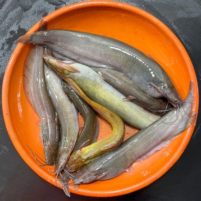 Deshi Shing (Rajshahi) ±30gm